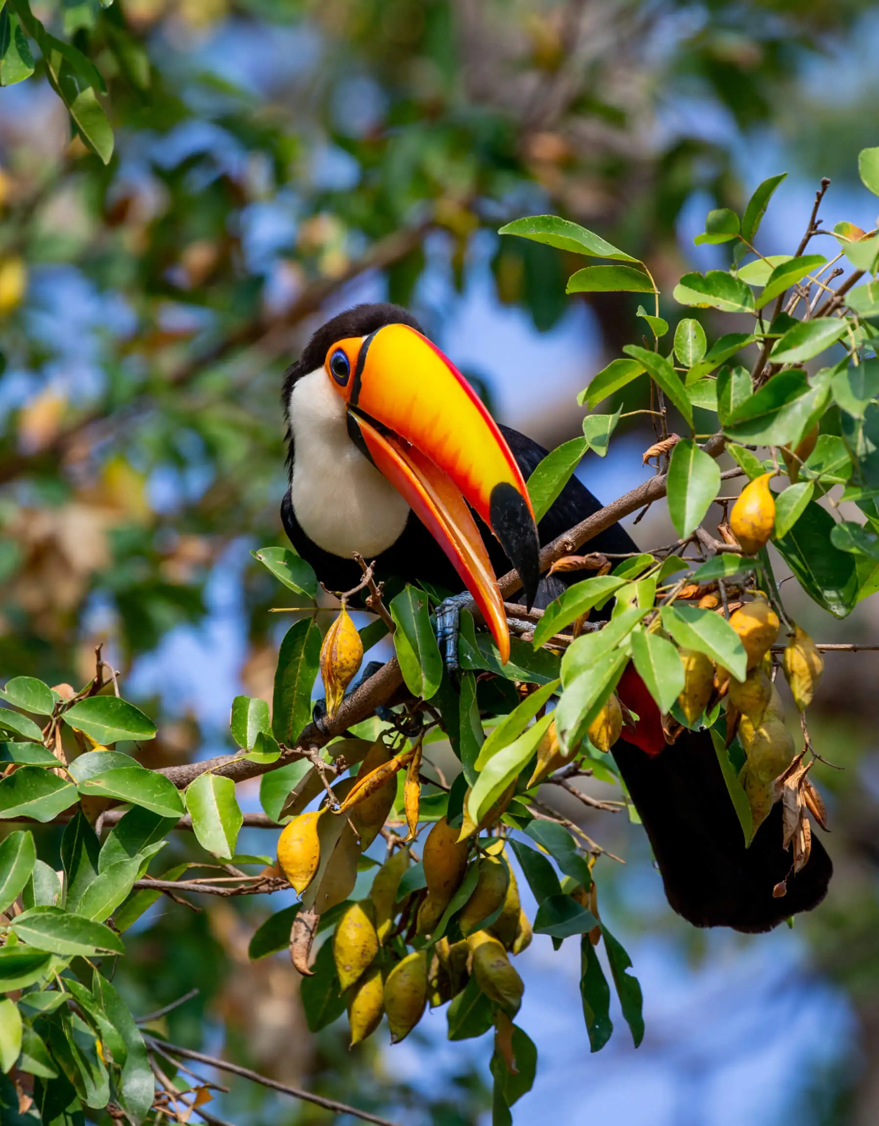 Amazônia
